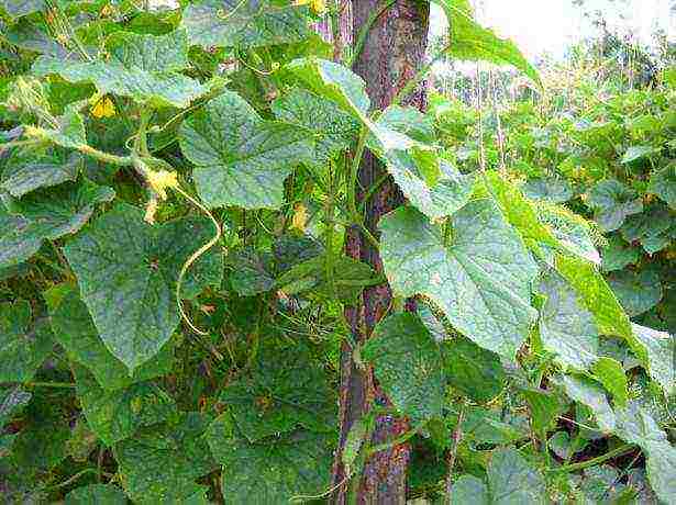 in winter, grow cucumbers in a greenhouse how many degrees should