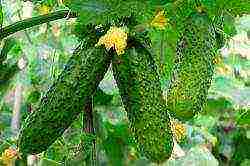 in winter, grow cucumbers in a greenhouse how many degrees should