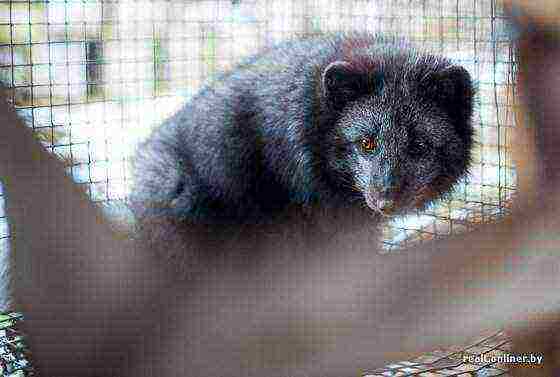 fur farm breeds black foxes and arctic foxes solution