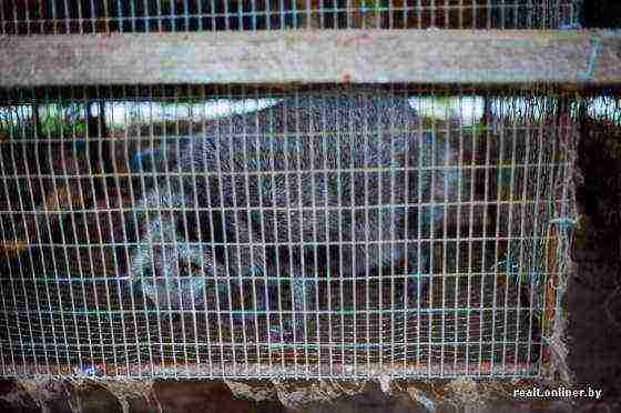 fur farm breeds black foxes and arctic foxes solution