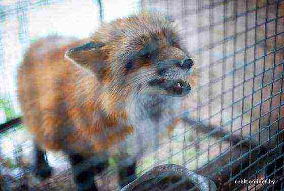 Ang fur farm ay nagmumula sa mga itim na fox at solusyon sa arctic foxes