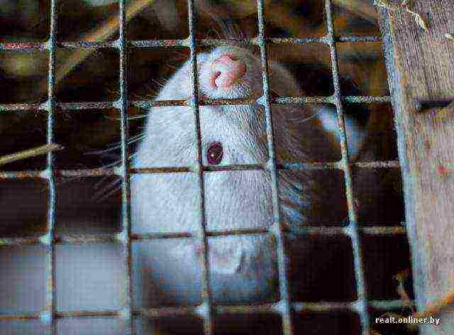 Ang fur farm ay nagmumula sa mga itim na fox at solusyon sa arctic foxes