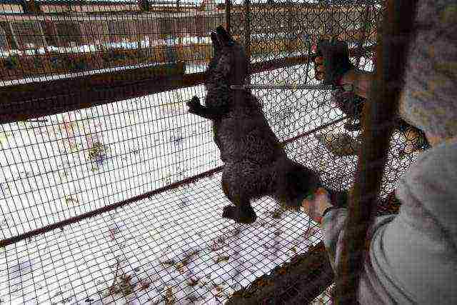 Ang fur farm ay nagmumula sa mga itim na fox at solusyon sa arctic foxes