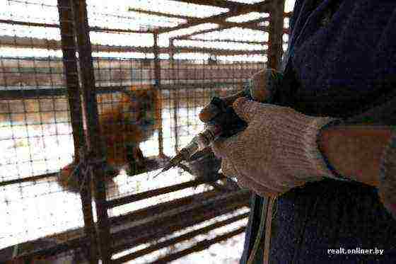 fur farm breeds black foxes and arctic foxes solution