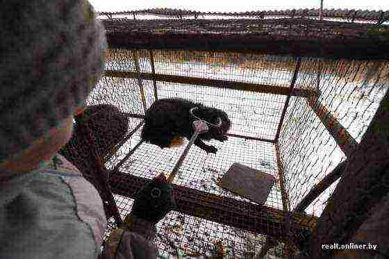 fur farm breeds black foxes and arctic foxes solution