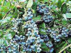 Top 10 Blueberry Varieties