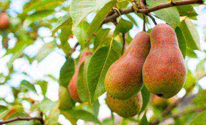 Top 10 varieties of pears