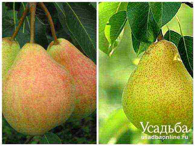 Top 10 varieties of pears