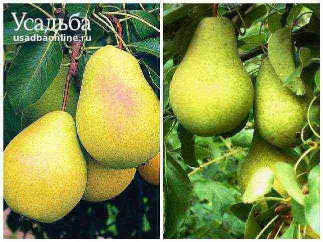 Top 10 varieties of pears