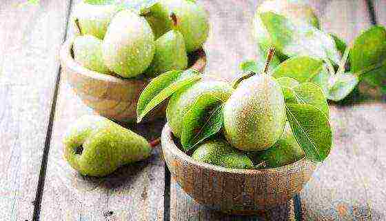 Top 10 varieties of pears