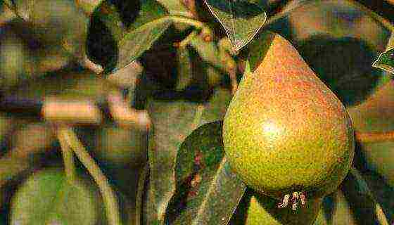 Top 10 varieties of pears