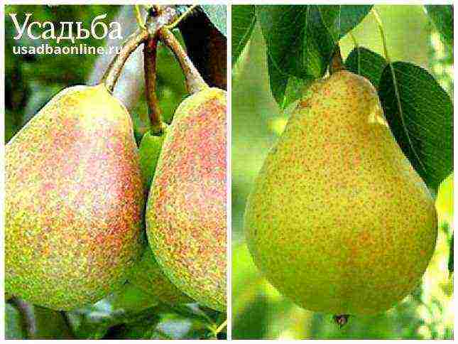 Top 10 varieties of pears