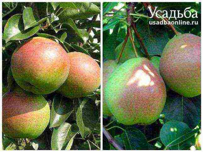 Top 10 varieties of pears