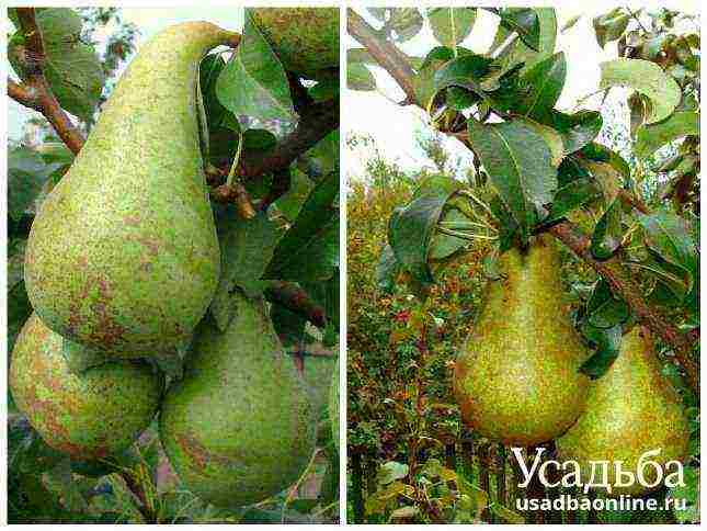 Top 10 varieties of pears