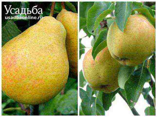 Top 10 varieties of pears