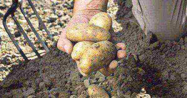 Top 10 potato varieties