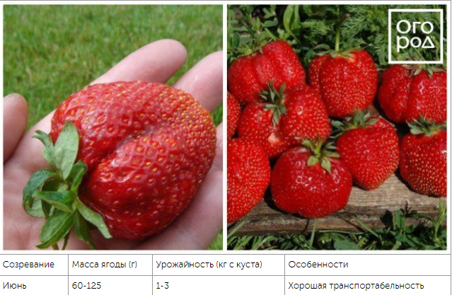 Top 10 varieties of strawberries