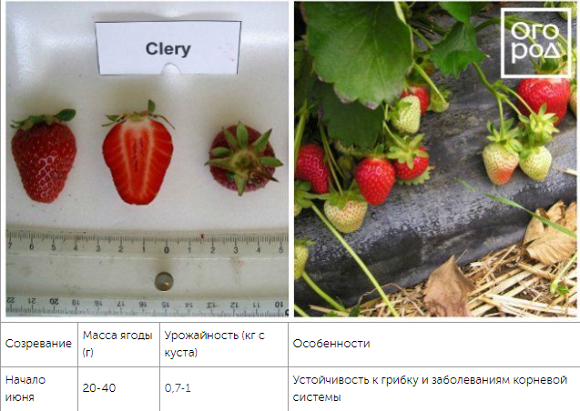 Top 10 varieties of strawberries