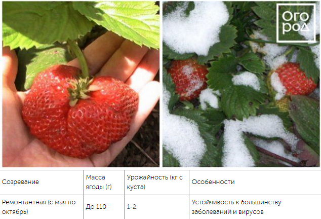 Top 10 varieties of strawberries