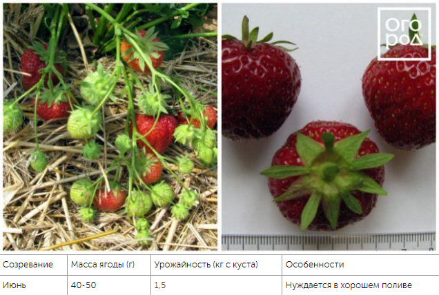 Top 10 varieties of strawberries