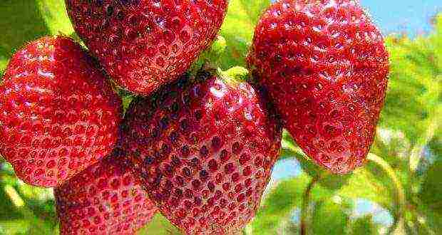 Top 10 varieties of strawberries