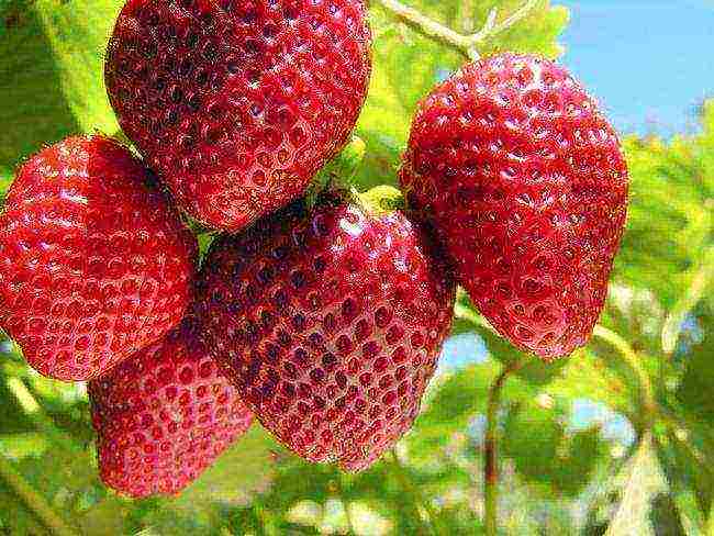 Top 10 varieties of strawberries