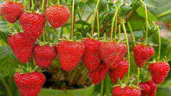 Top 10 varieties of strawberries