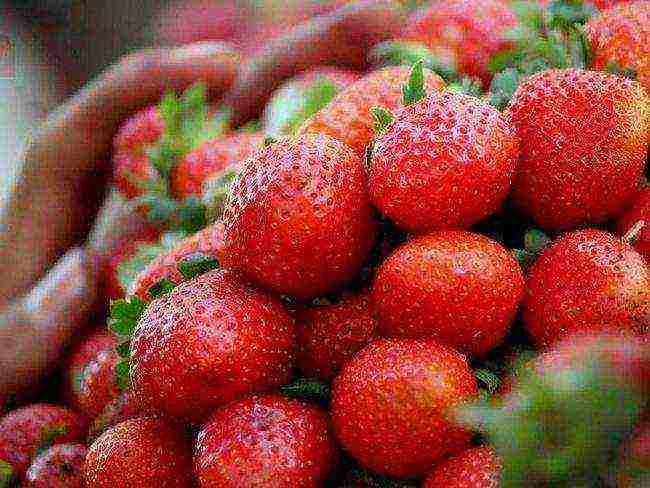 Top 10 varieties of strawberries