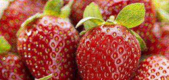 Top 10 varieties of strawberries
