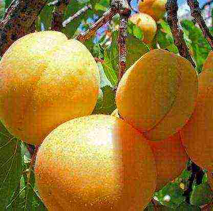 late apricot best varieties