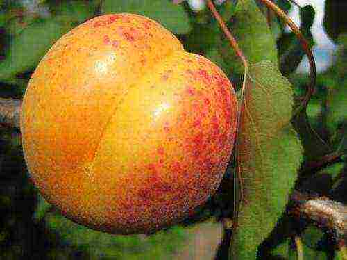 late apricot best varieties