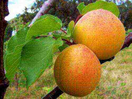 apricot late best varieties