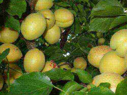 late apricot best varieties