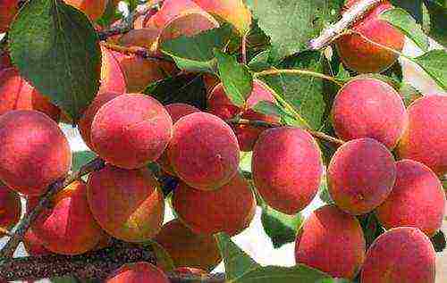 late apricot best varieties