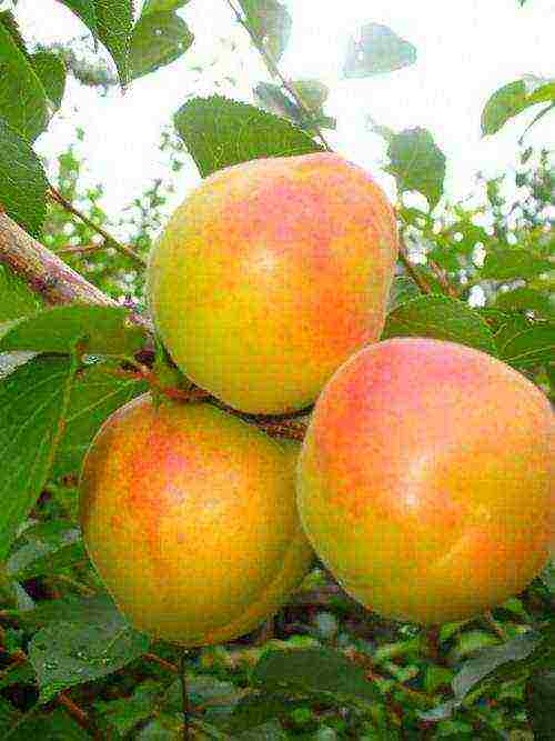 late apricot best varieties