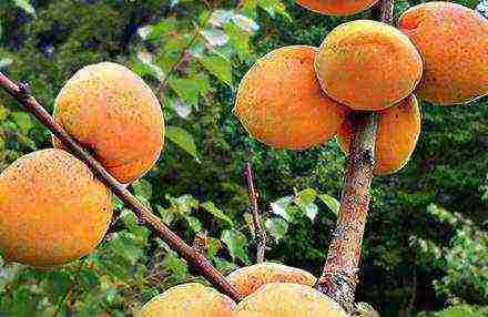 late apricot best varieties