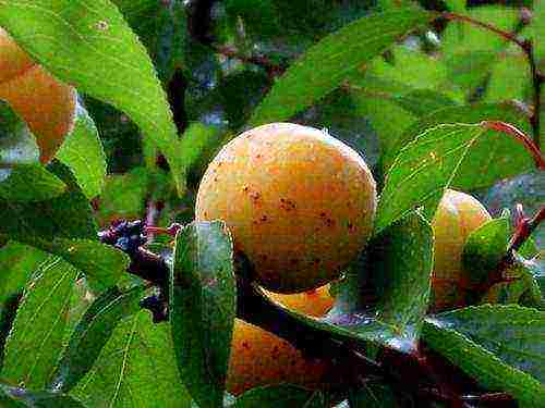 late apricot best varieties