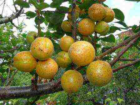 late apricot best varieties