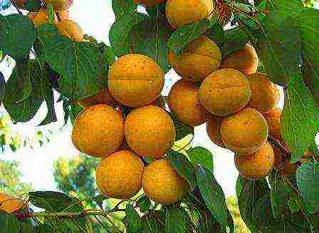 late apricot best varieties