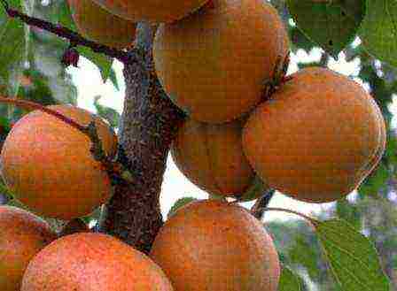 late apricot best varieties