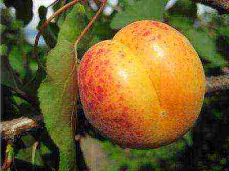 late apricot best varieties