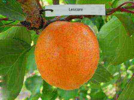 late apricot best varieties