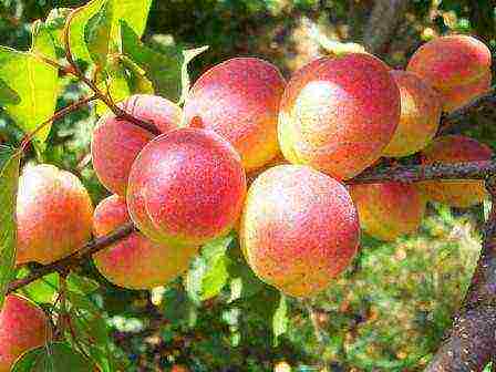 late apricot best varieties