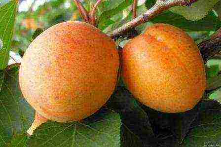 late apricot best varieties