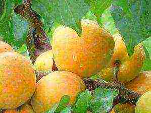 late apricot best varieties