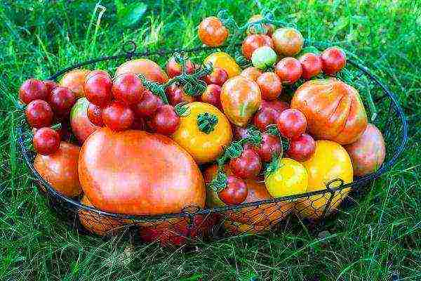 aelita the best varieties of tomatoes