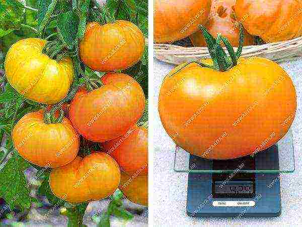 aelita the best varieties of tomatoes