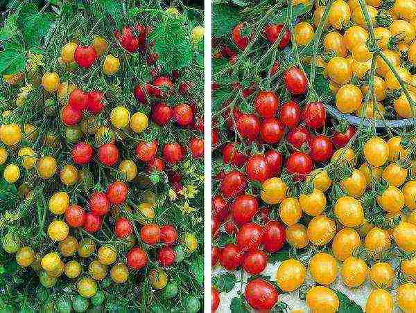 aelita the best varieties of tomatoes