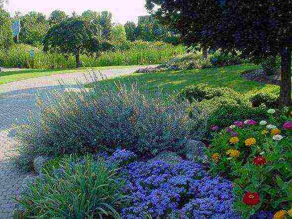 Ageratum Houston Tetra Blument Outdoor Landing