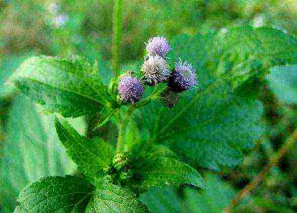 Ageratum Houston Tetra Blument للهبوط في الهواء الطلق